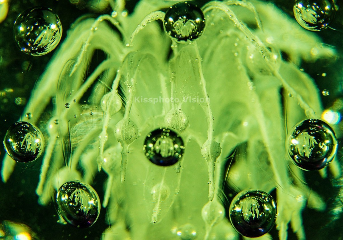 玩出微距新高度—美科MK-MT24閃光燈體驗