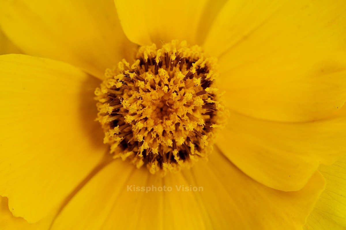 玩出微距新高度—美科MK-MT24閃光燈體驗