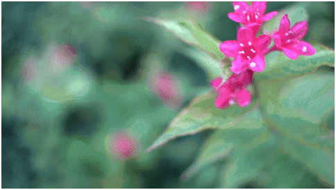 精細(xì)調(diào)焦與馥郁色彩 美科25mm f1.8鏡頭評(píng)測(cè)