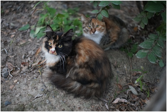 精細(xì)調(diào)焦與馥郁色彩 美科25mm f1.8鏡頭評(píng)測(cè)