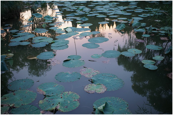 精細(xì)調(diào)焦與馥郁色彩 美科25mm f1.8鏡頭評(píng)測(cè)